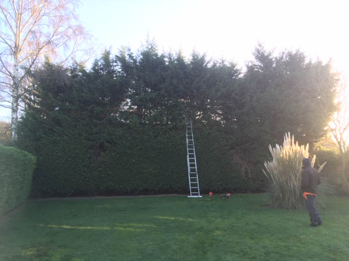 Reducing the height of a conifer tree in woodbridge