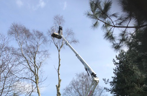 dismantling a birch tree in woodbridge