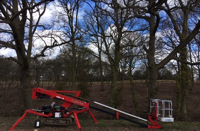 removing dead oak branches in colchester