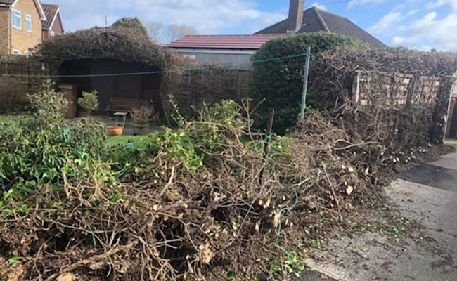 tree surgery and fencing services in felixstowe