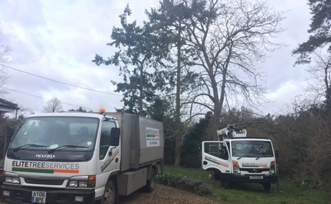 dismantling a chestnit tree in suffolk
