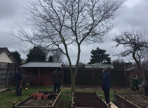 pruning of a robina tree in kesgrave