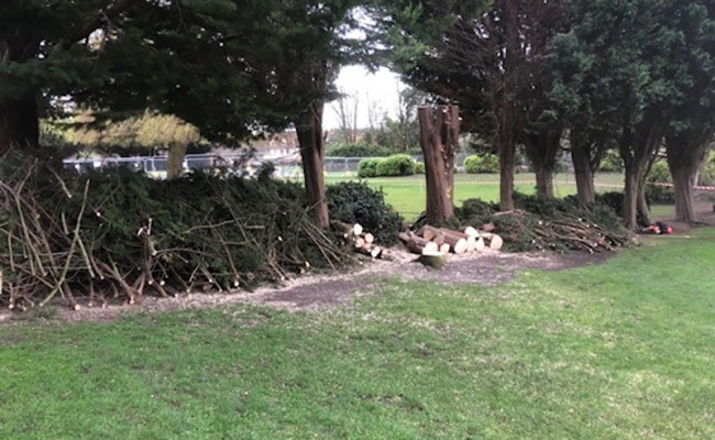dismantling a conifer tree in woodbridge