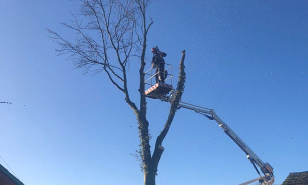 dismantling a beech tree in dedham