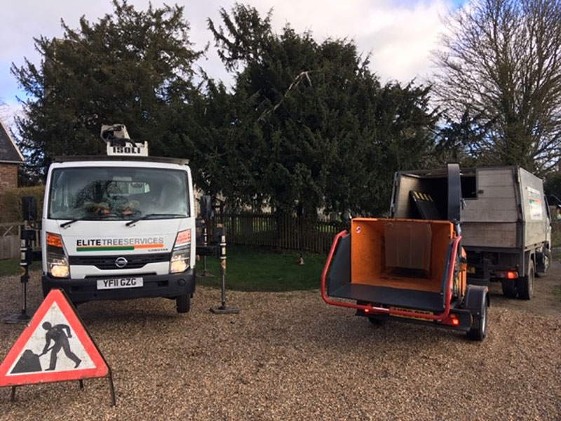 shaping and reduction of a yew tree in woodbridge