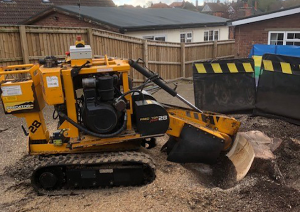 dismantling an oak tree in ipswich