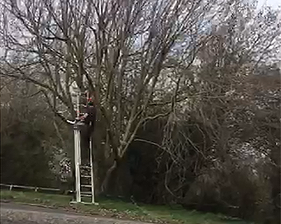 reduction of a maple tree in kesgrave