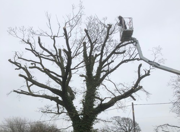 reduction of an oak tree in felixstowe
