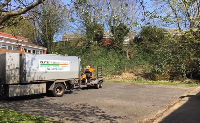 stump grinding in ipswich