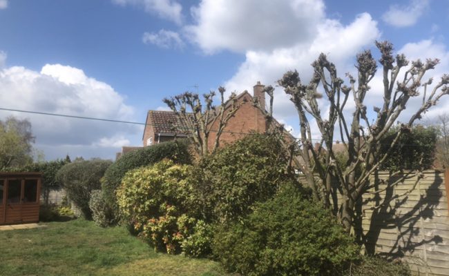 trimming of trees and hedges in ipswich