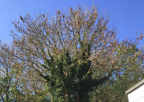 dismantling of an ash tree in ipswich