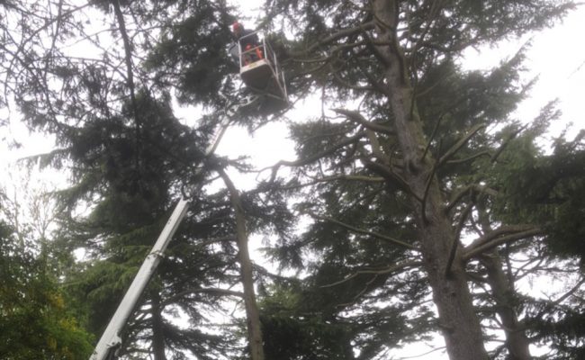 dismantling a pine tree in sproughton