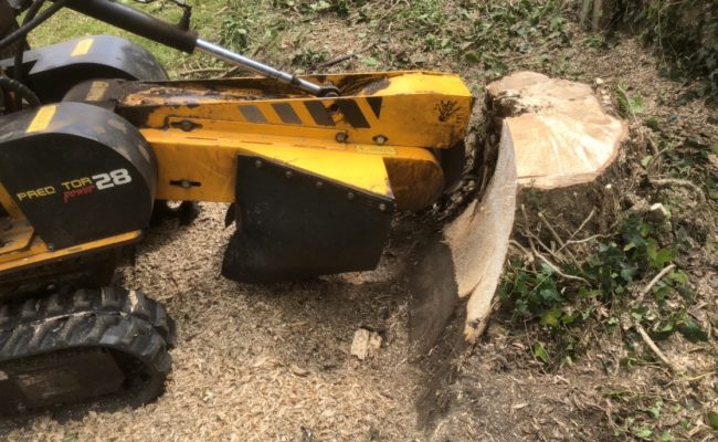 dismantling an oak tree in ipswich