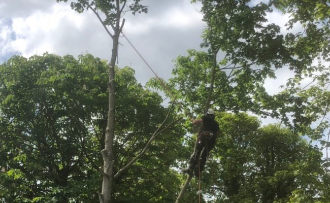 dismantling a maple tree in ipswich
