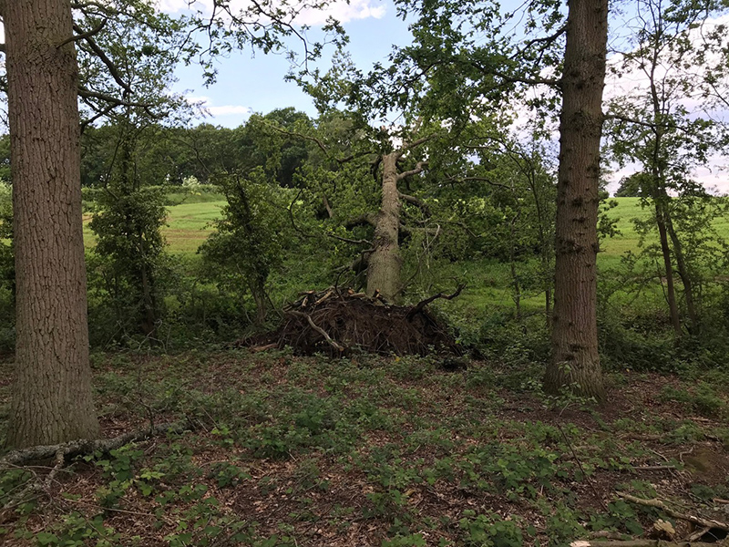 dismantling an oak tree in colchester