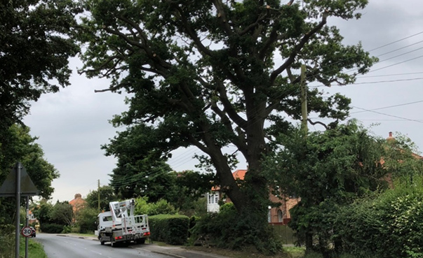 reduction and shaping of an oak tree in ipswich