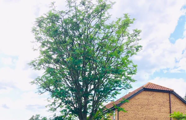 crown reduction and lifting in ipswich