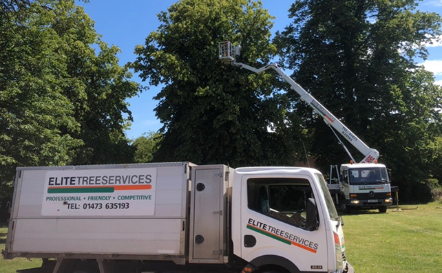 lime tree reduction and removal of dead branches