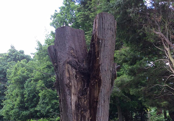 reduction of mature conifer tree in ipswich