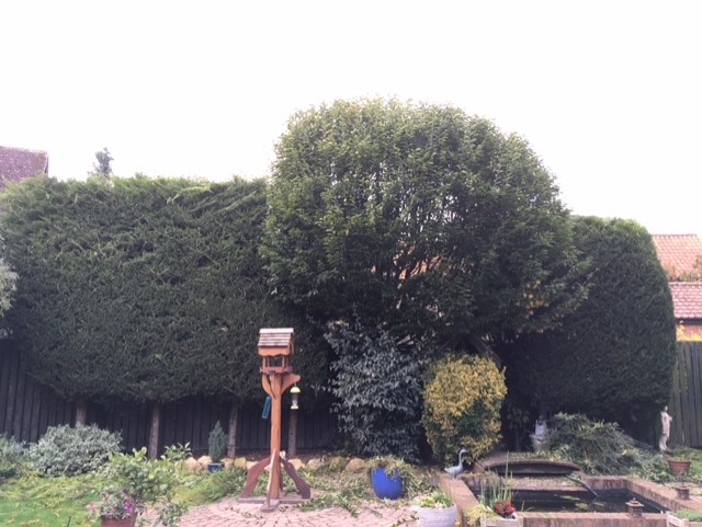Hedge-Ipswich-After