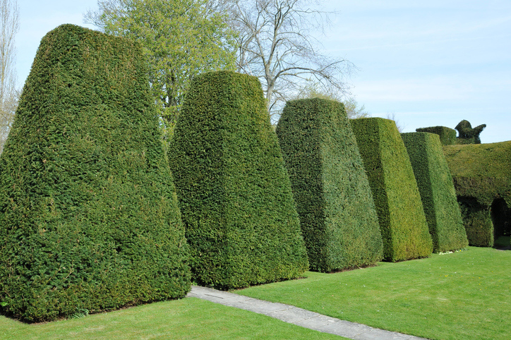 Hedge Trimming in Ipswich