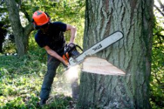Tree felling jobs in australia