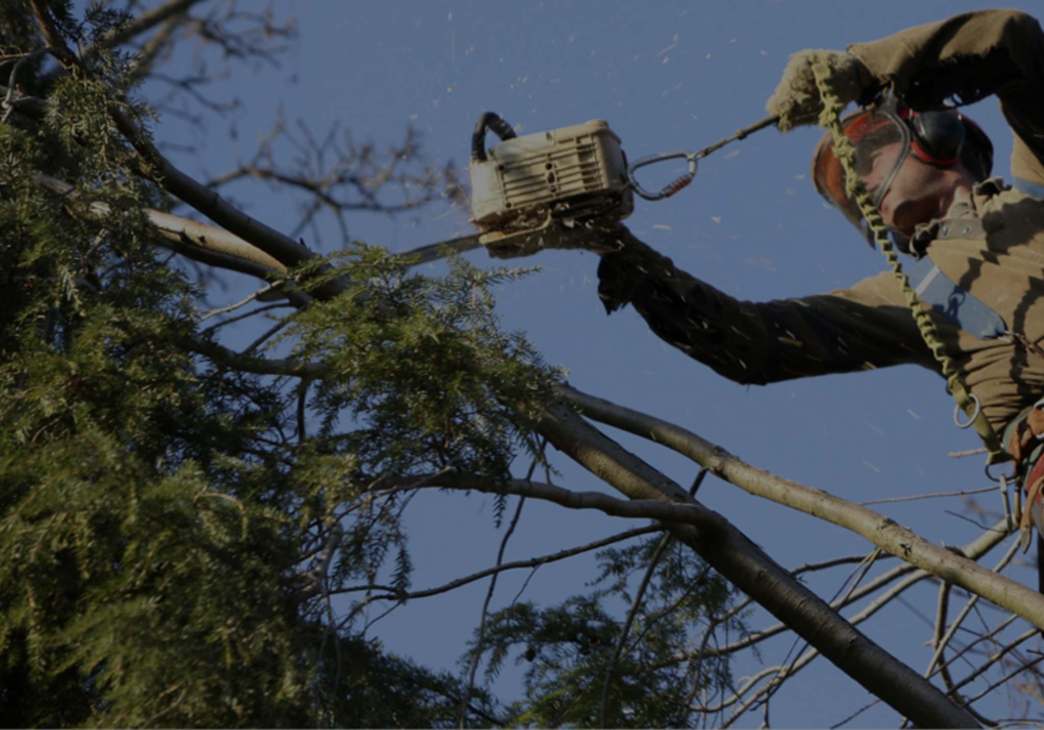 everything you need to know about tree work